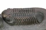 Pair Of Large Struveaspis Trilobite - Jorf, Morocco #235697-3